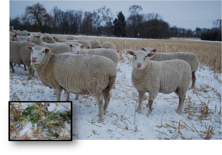 sheep on brassica and oats December